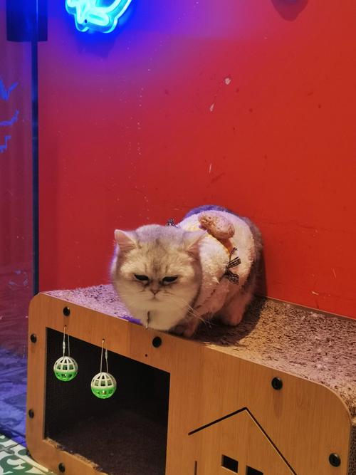 大猫影院 - 最新热播电影在线观看免费 | 高清影视资源推荐 | 无广告畅享追剧
